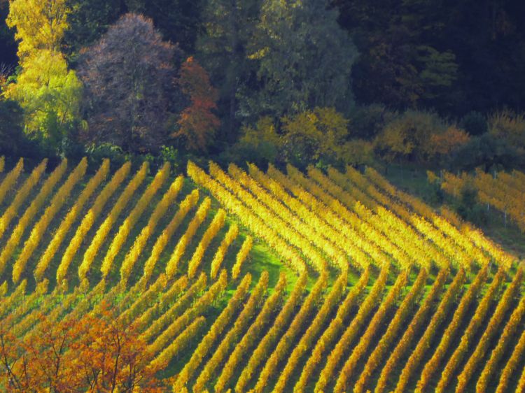 Herbsten: Jedes Jahr um diese Zeit beginnt die Weinlese.