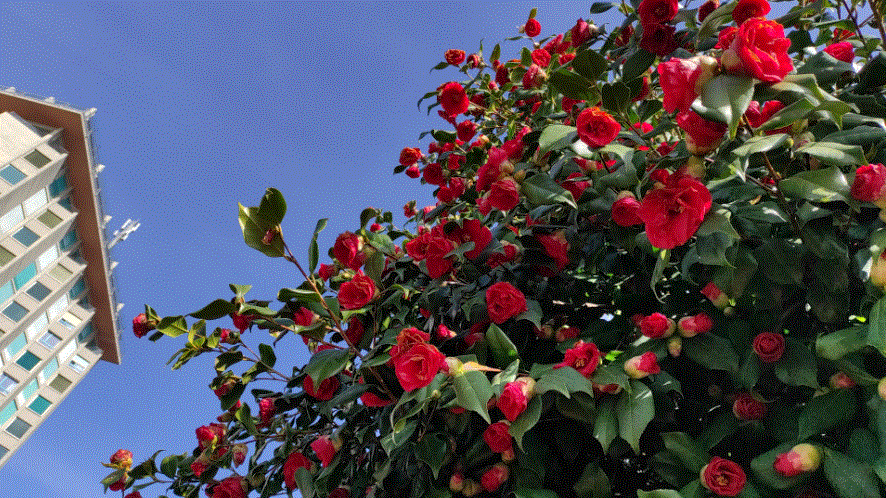 Kamelienblüte in Lugano