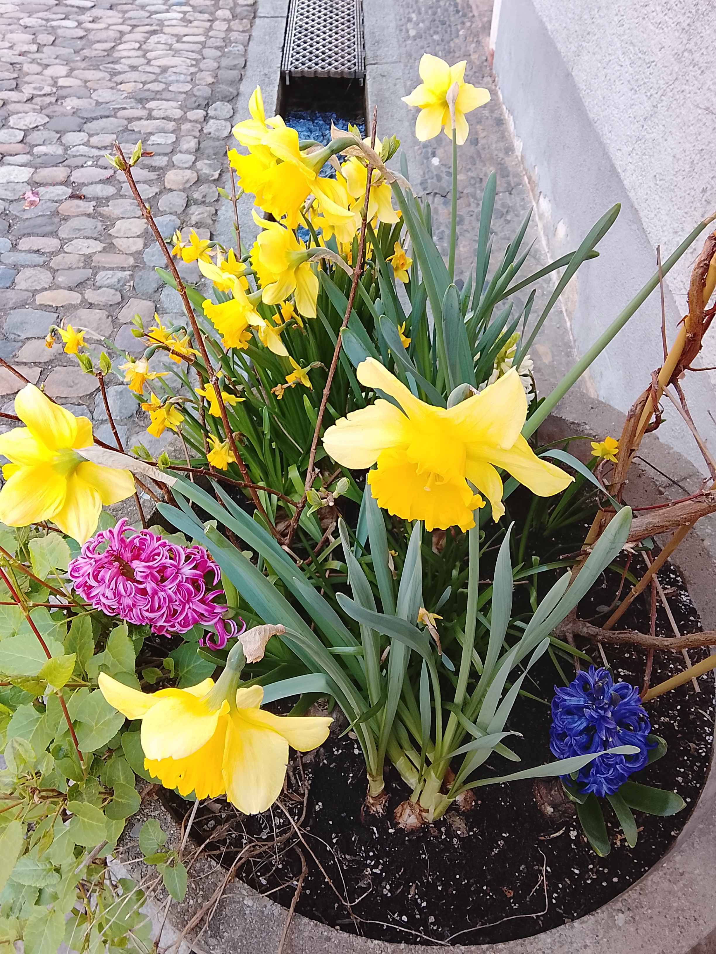 Der Frühling hat Freiburg erreicht