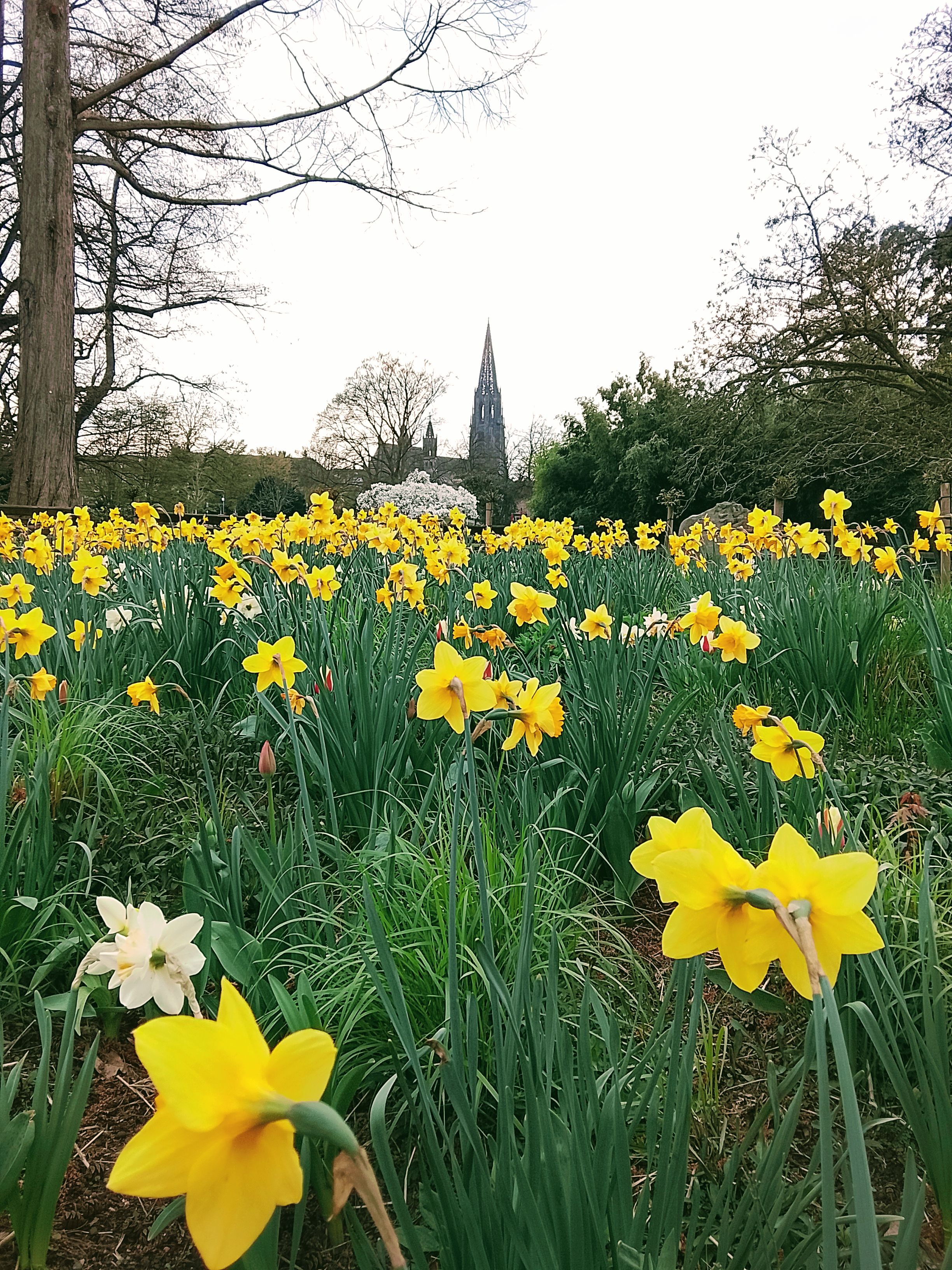 Es wird Frühling in Freiburg im Breisgau